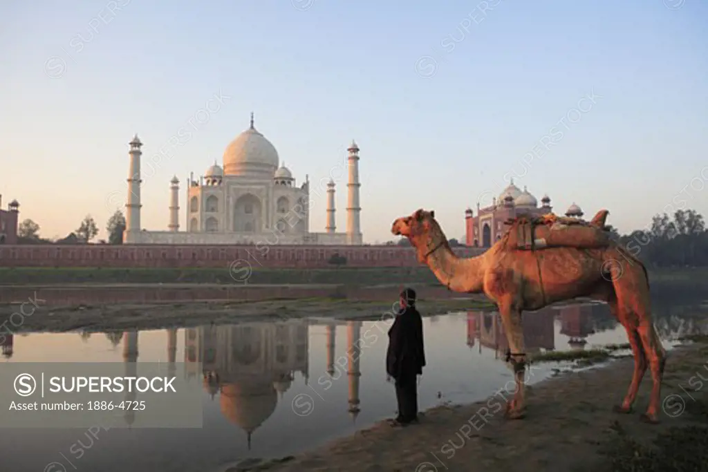 Young boy carrying camel at Taj Mahal Seventh Wonders of World on the south bank of Yamuna river ; Agra ; Uttar Pradesh ; India UNESCO World Heritage Site