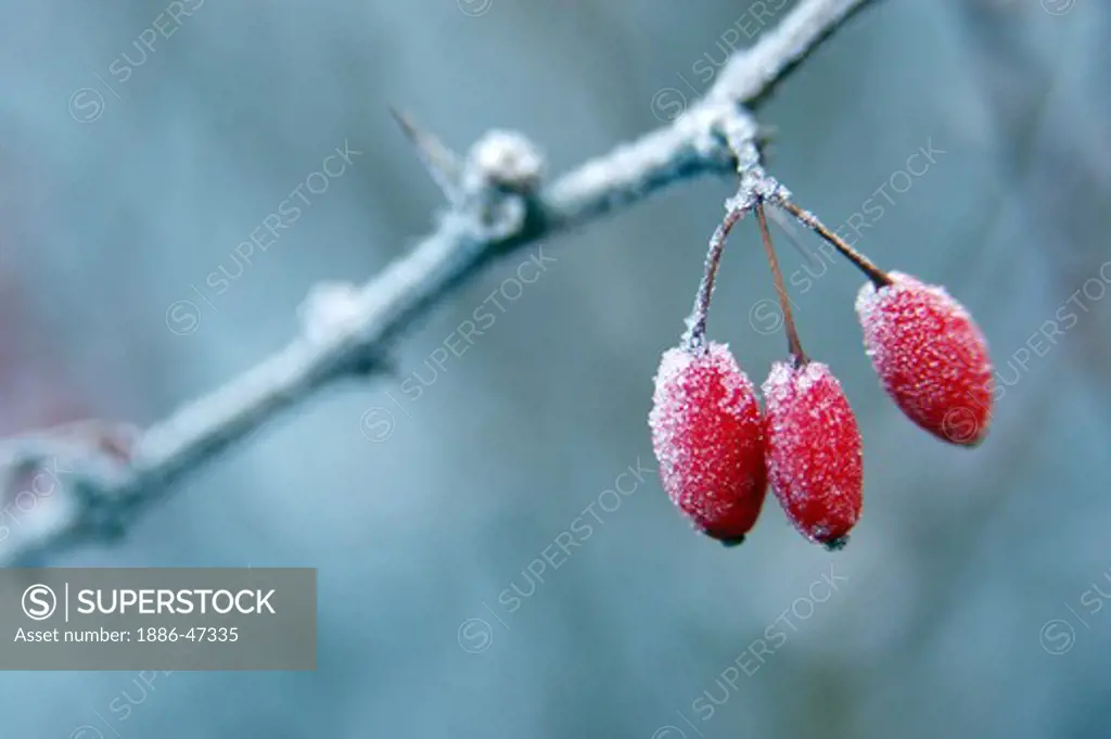 Red small fruit with winter frost, Japanese Barberry, Berberis thunbergii in Gothenburg, Sweden