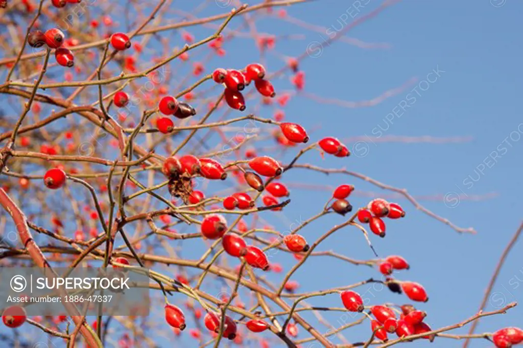 Red fruit on tree in Sweden