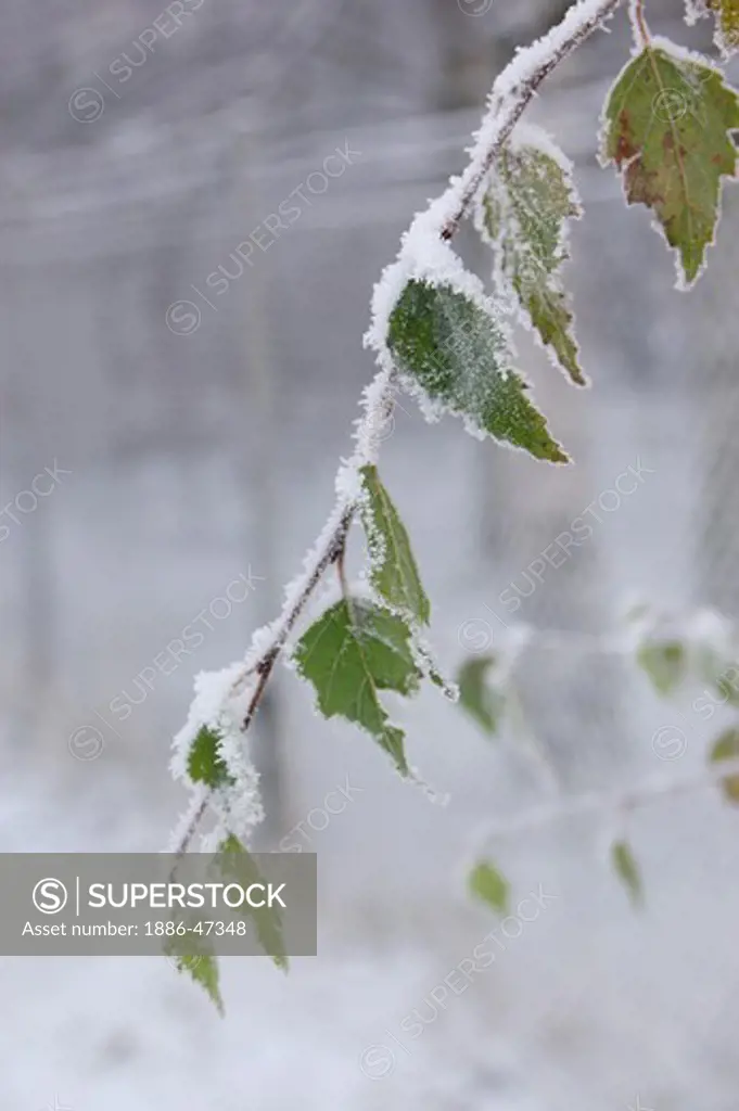 Winter frost deposited on branch and leaves during winter in Sweden