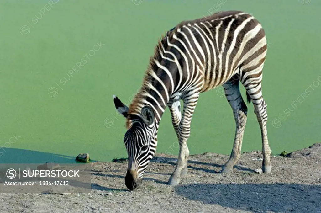 One Zebra grazing grass near to the pond Safari world Bangkok ; Thailand ; South East Asia
