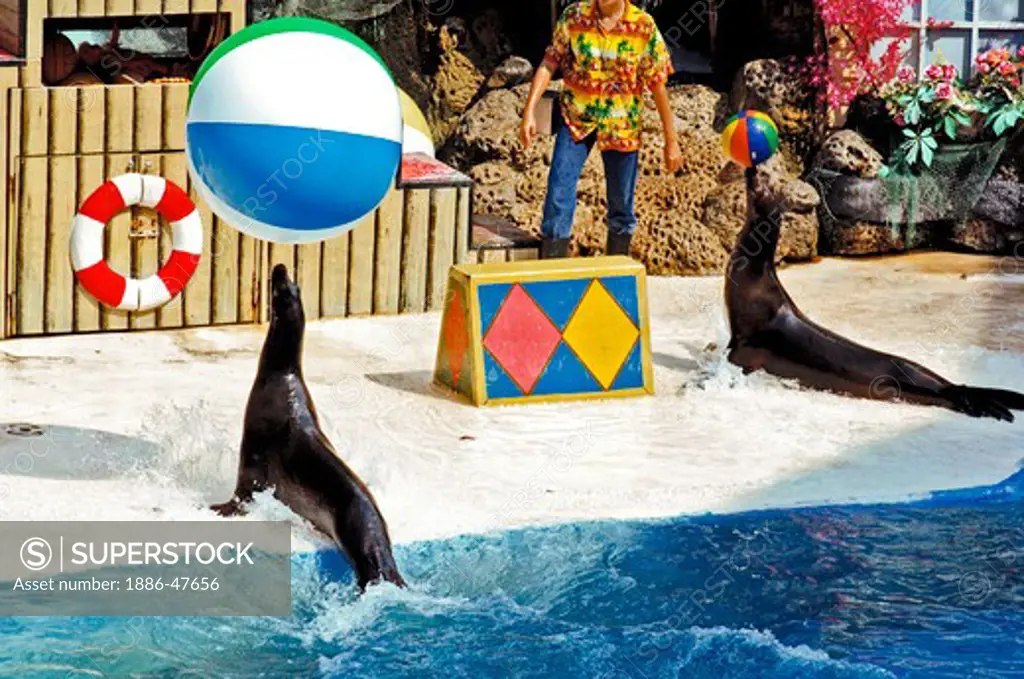 Two sea lion playing wit balls at dolphin show Safari world Bangkok ; Thailand ; South East Asia