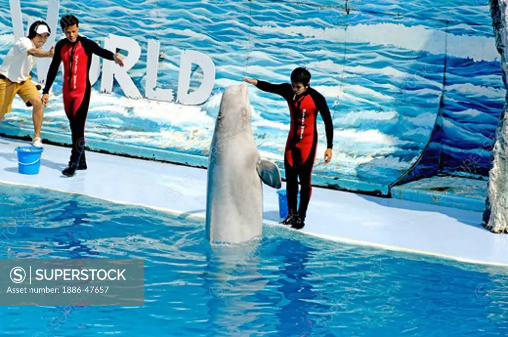 One dolphin standing vertically in blue water to catch the prize from trainer at dolphin show Safari world Bangkok ; Thailand ; South East Asia