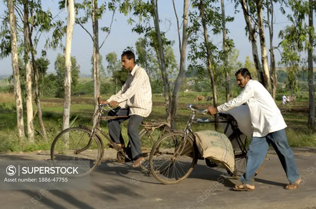 Carrying grain stock on bicycle at Ralegan Siddhi near Pune ; Maharashtra ; India