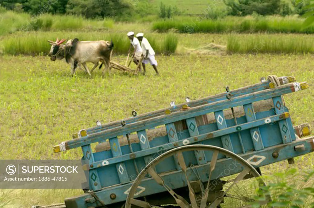 Ploughing of fields with bullocks at Ralegan Siddhi near Pune, Maharashtra, India