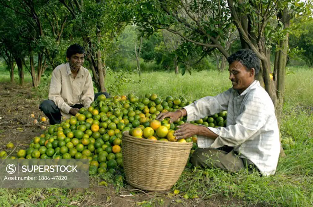 Orange fruits yield at Ralegan Siddhi near Pune, Maharashtra, India