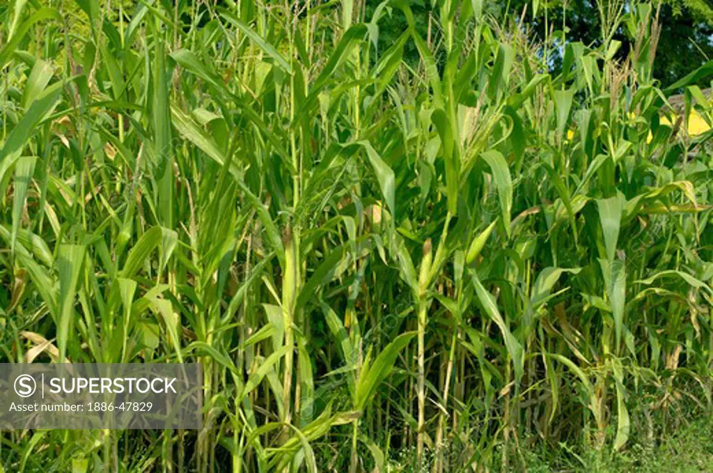 Maize crop at Ralegan Siddhi near Pune ; Maharashtra ; India