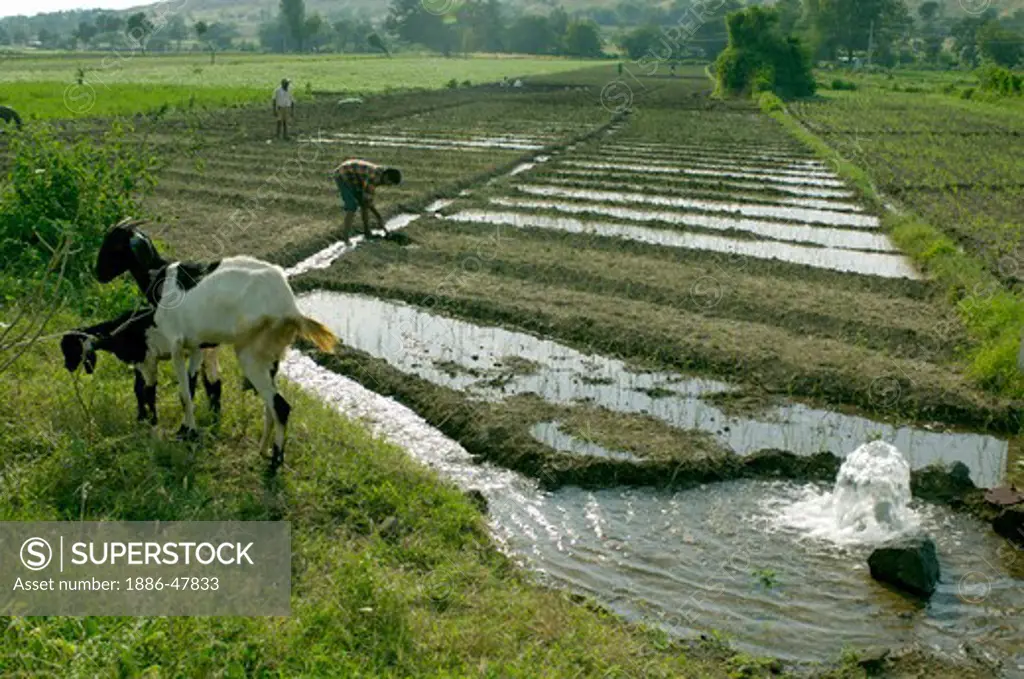 Irrigation at Ralegan Siddhi near Pune ; Maharashtra ; India