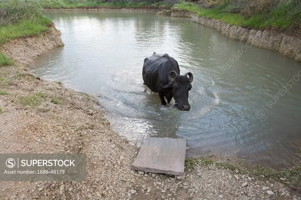 A buffalo standing in the pond ; Rajasthan ; India