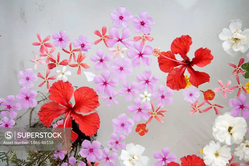 Red color shoe flowers floating in bath tub ; Karjat ; Maharashtra ; India