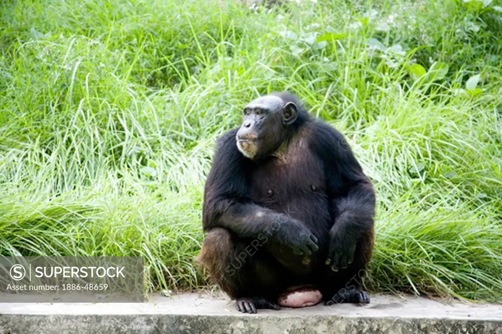 Gorilla in zoo ; Calcutta now Kolkata ; West Bengal ; India