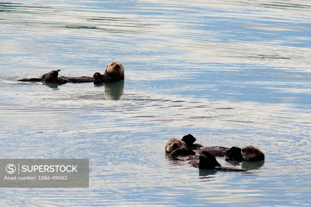 Sea otters floating in resurrection bay ; Seward ; Kenai peninsula borough ;  Alaska ; U.S.A. United States of America