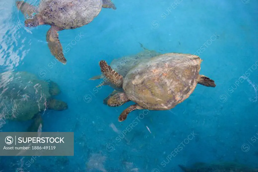 Turtles ; Roatan island ;  Country Honduras