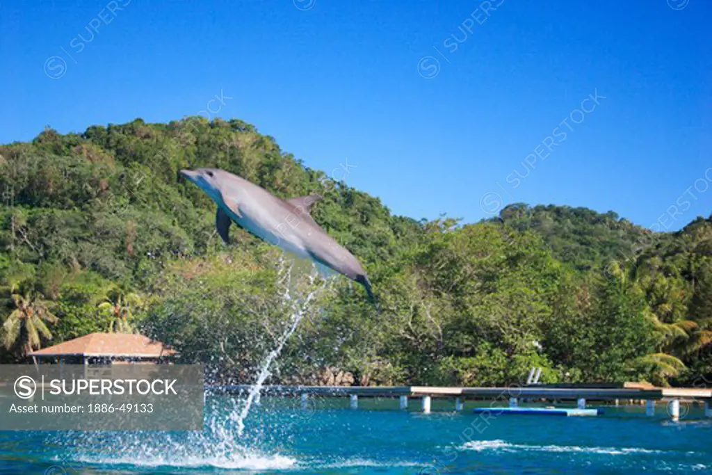 Dolphin jumping ; A bottlenose dolphin ; Binomial name Tursiops Truncatus ; Scientific name Kingdom Animalia ;Phylum Chordata ;Class Mammalia ; Order Cetacea ; Family Delphinidae ;Genus Tursiops ;Species T. Truncatus ;Island Roatan ; Honduras