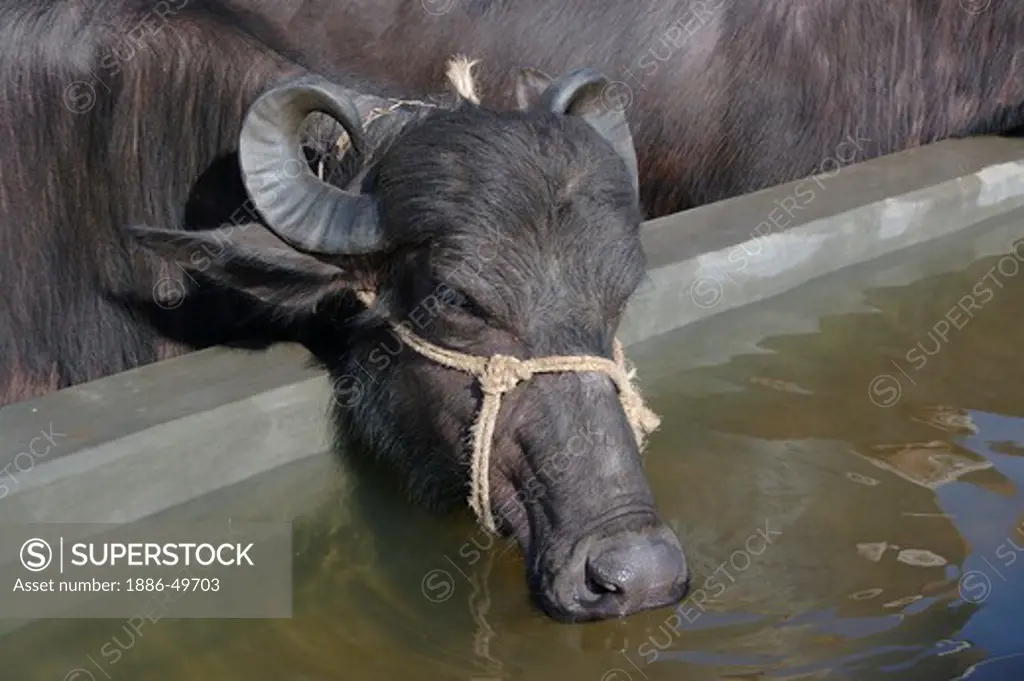 Buffalo drinking water from man made pond  ; India