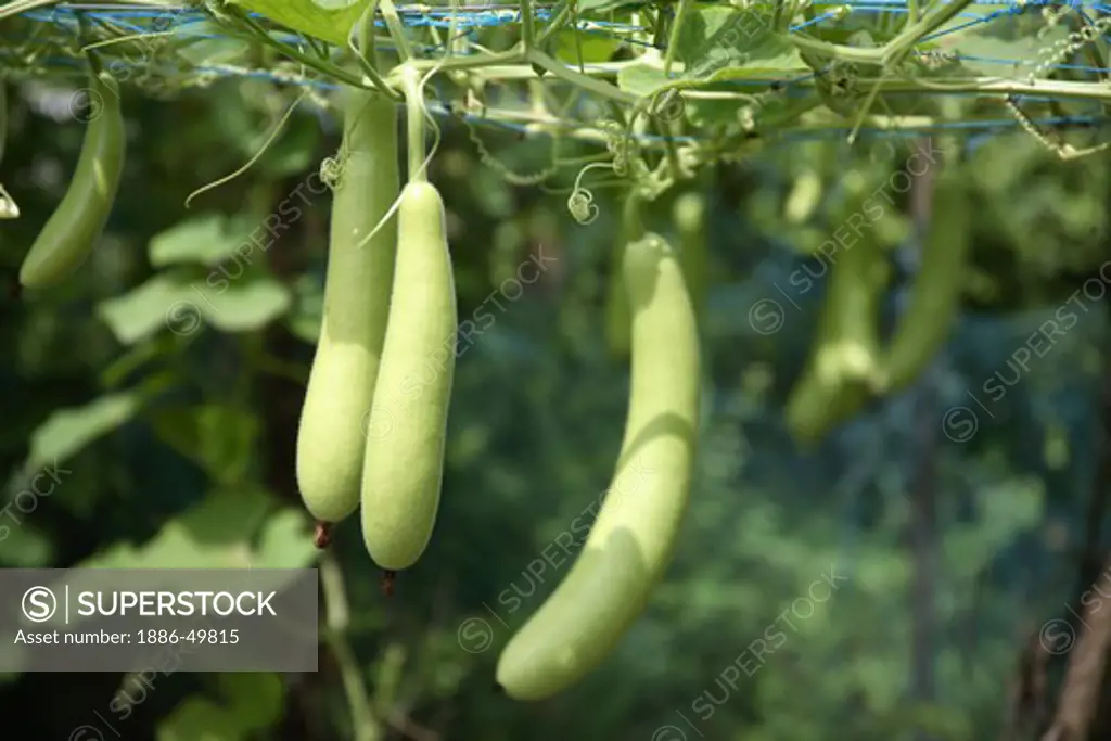 Vegetable ; Bottle gourd (Lagenaria siceraria )dudhi ; lauki ; Alibaug ; Maharashtra ; India