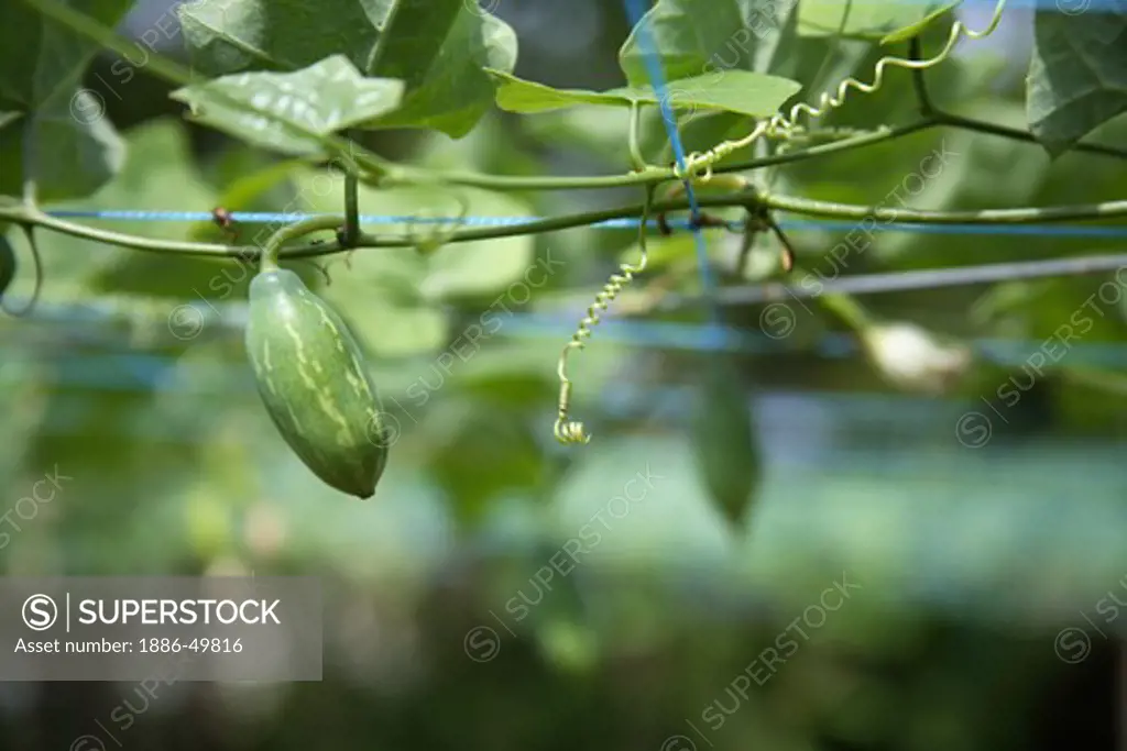 Vegetable ; Tondli (Cucumis anguria); Tendli ; Tinda ; Tindora ; English Gherkins ;  Alibaug ; Maharashtra ; India