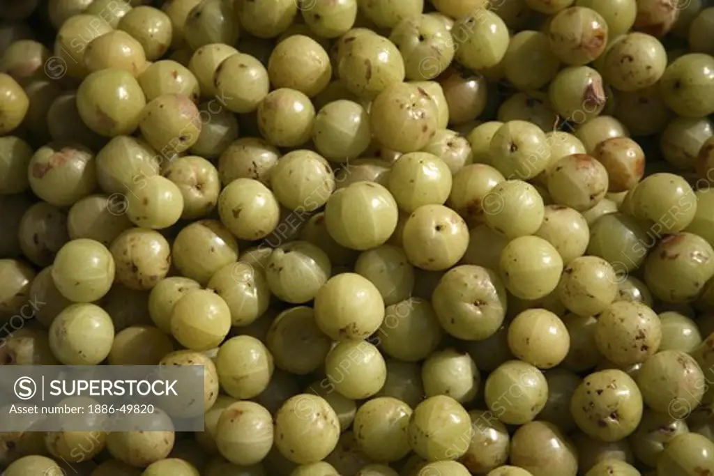 Amla ; Indian Gooseberry; Latin name Emblica officinalis Loca; Herbal Medicinal Fruit ; India