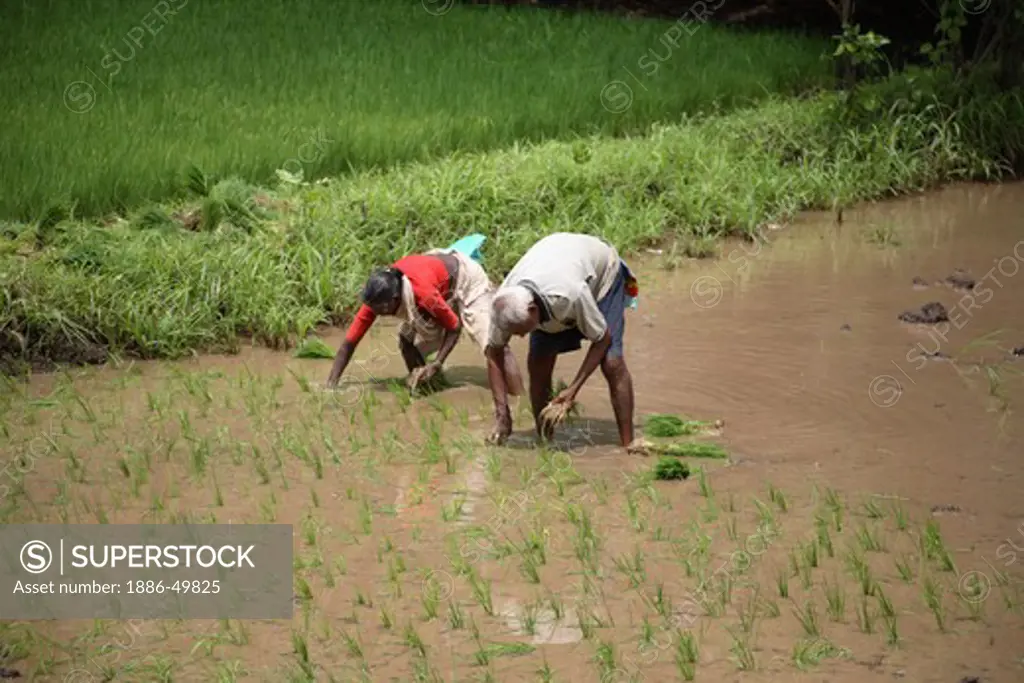 Male and female farmer  replanting rice in paddy field; Konkan ; Maharashtra ; India NO MR