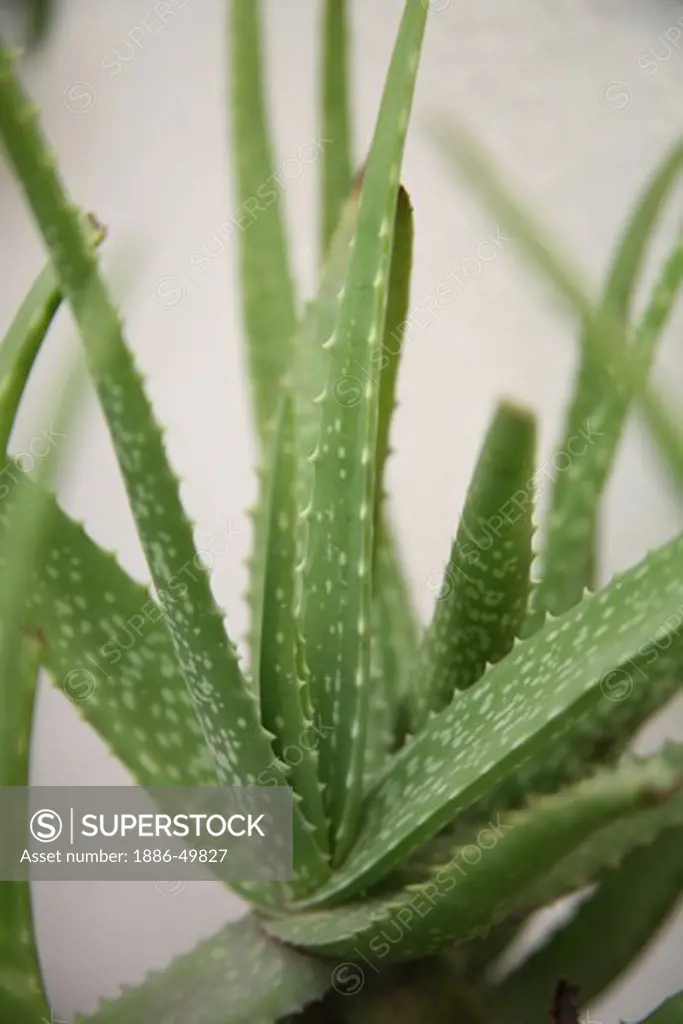 Kumari ; Korphad ; Botanical name Aloe vera ;Medicinal Plant use to treat many diseases ; India