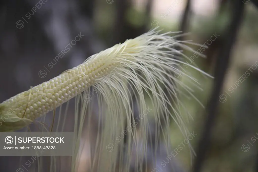 Crop ; Baby Corn ; Maize ; Zea mays ; Used in Salads or vegetables ; India