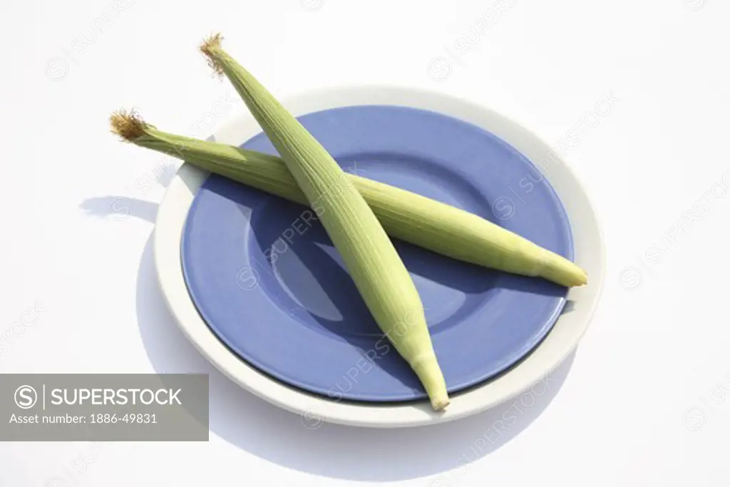 Crop ; Baby Corn kept in blue plate ; Maize ; Zea mays ; Used in Salads or vegetables ; India