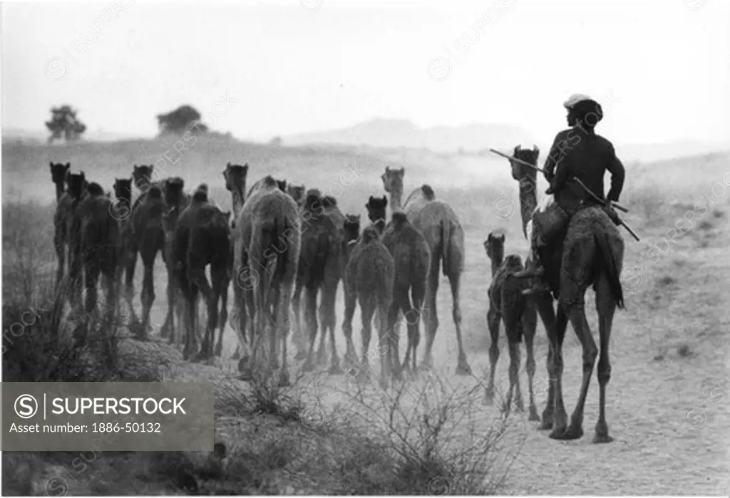 Group of camels on Thar Desert returning home, Pushkar Fair, India.