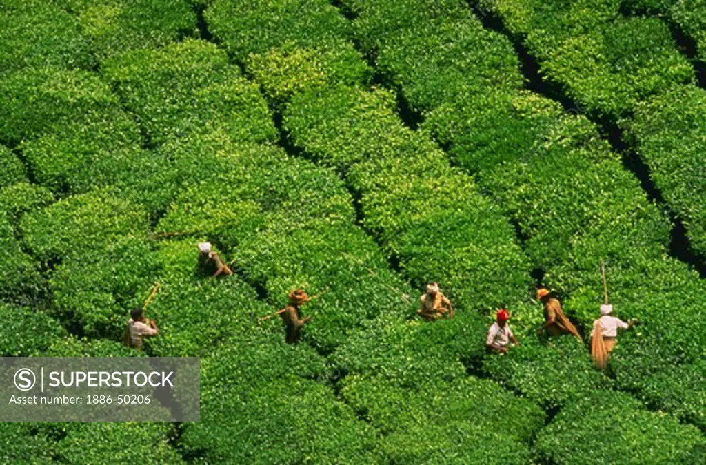 Harvesting tea, India