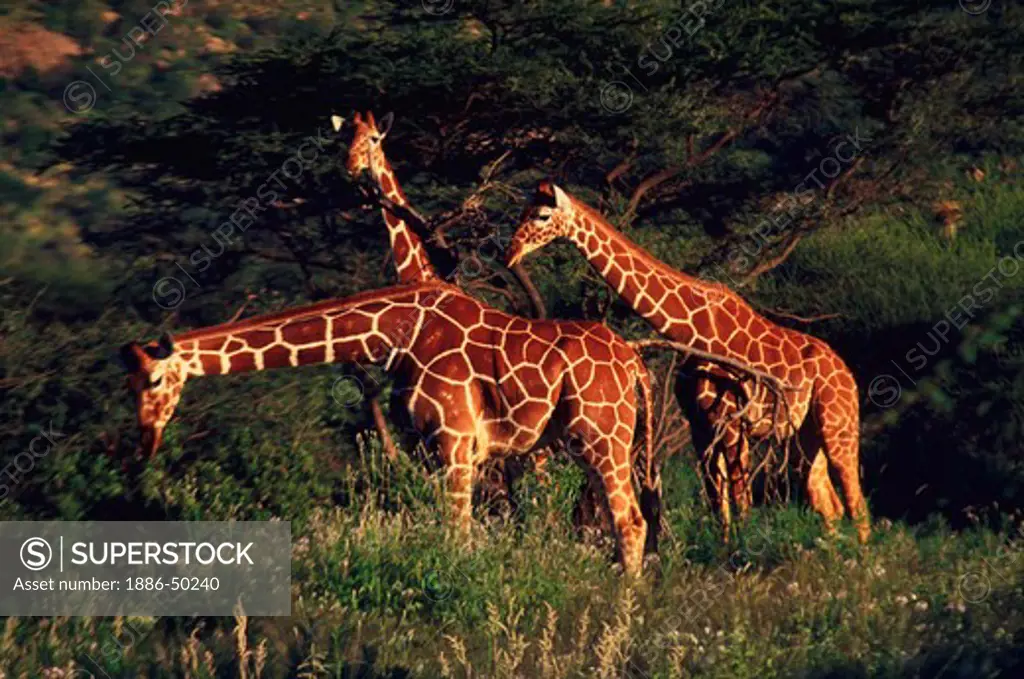 Three giraffes feeding on trees and bushes in Samburu National Park, Kenya.
