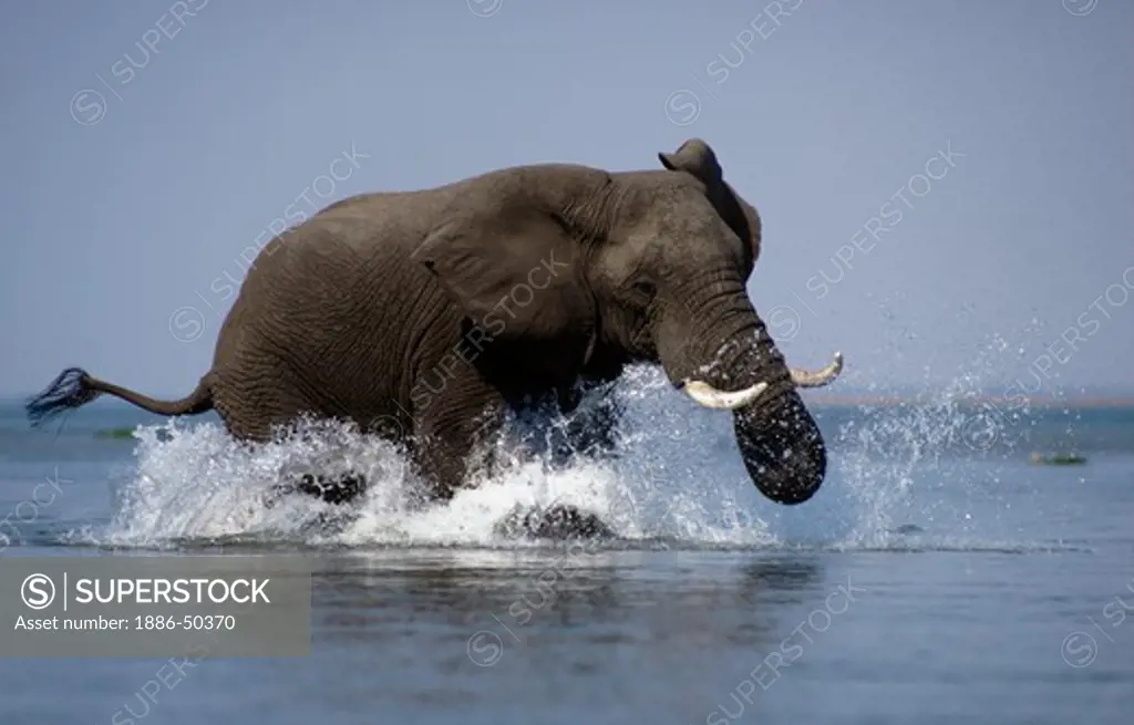 An African elephant mock charges on the Zambezi River, Zimbabwe.