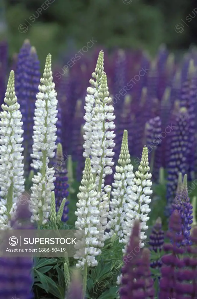 Long flowering stalks of WHITE and PURPLE LUPINES grow along the roadside in EL BOLSON - LAKE DISTRICT of ARGENTINA