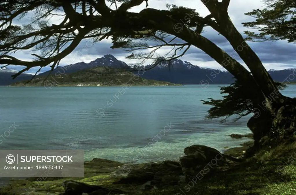 A southern BEECH TREE overhangs BEAGLE CANAL in TIERRA DEL FUEGO NATIONAL PARK - PATAGONIA, ARGENTINA