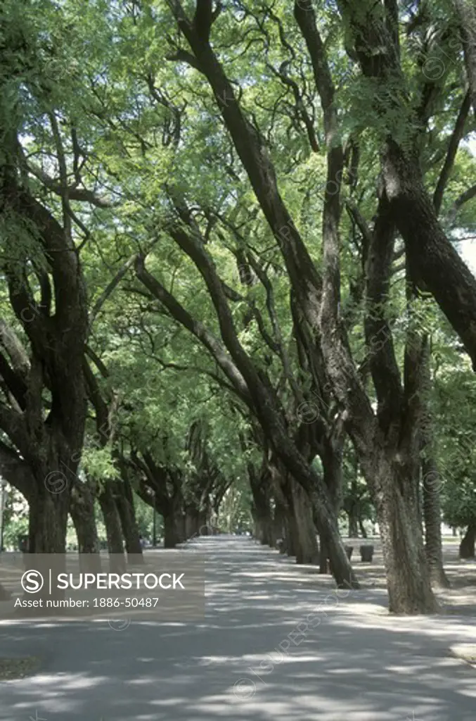 TREE LINED LANE in LEZAMA PARK in barrio SAN TELMO - BUENOS AIRES, ARGENTINA