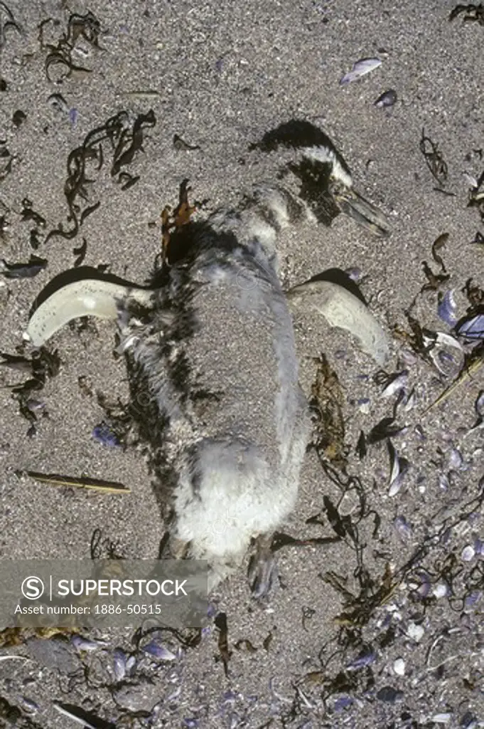 A dead MEGELLANIC PENGUIN (Spheniscus magallanicus) returns to the Earth at the PUNTA TOMBO COLONY - ARGENTINA