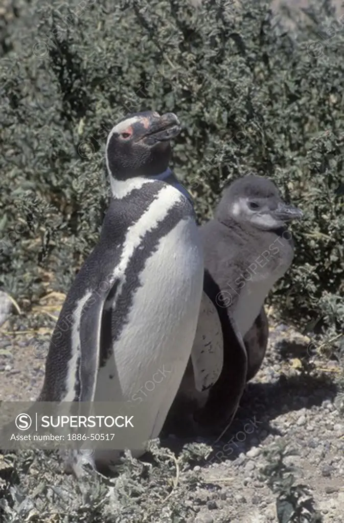 A MEGELLANIC PENGUIN (Spheniscus magallanicus) with baby chick - PUNTA TOMBO, ARGENTINA