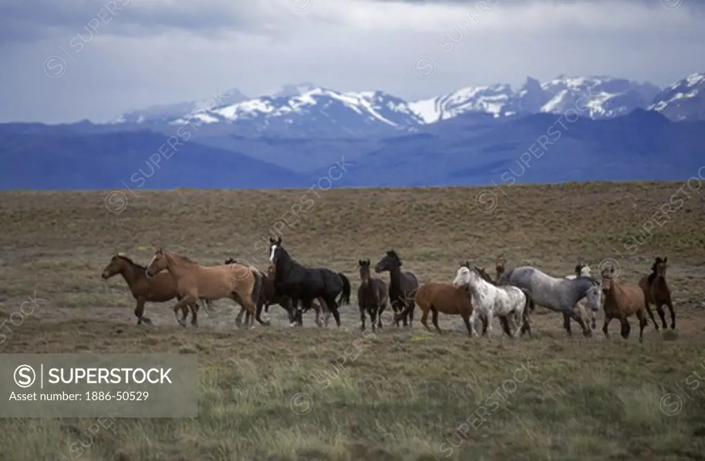 ARGENTINIAN HORSES run free on a estancia near ANDES MOUNTAINS and the GLACIARES NATIONAL PARK - PATAGONIA, ARGENTINA