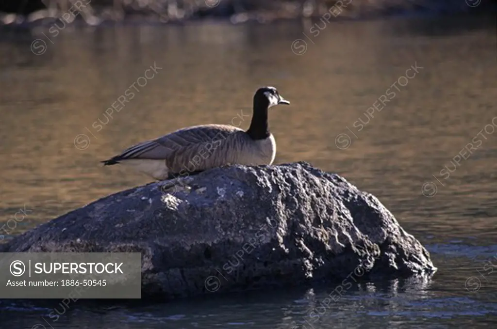 CANADIAN GOOSE (Branta canadensis) sits on a rock in Crooked River Canyon at Smith Rocks State Park - OREGON