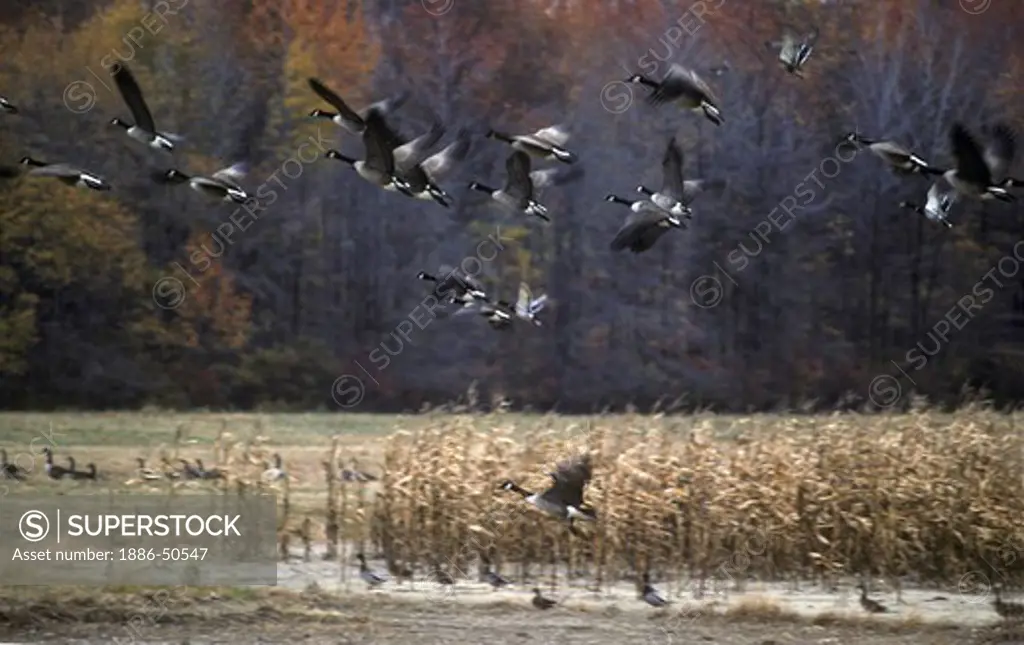 CANADIAN GEESE (Branta canadensis) in autumn along the eastern flyway of the United States