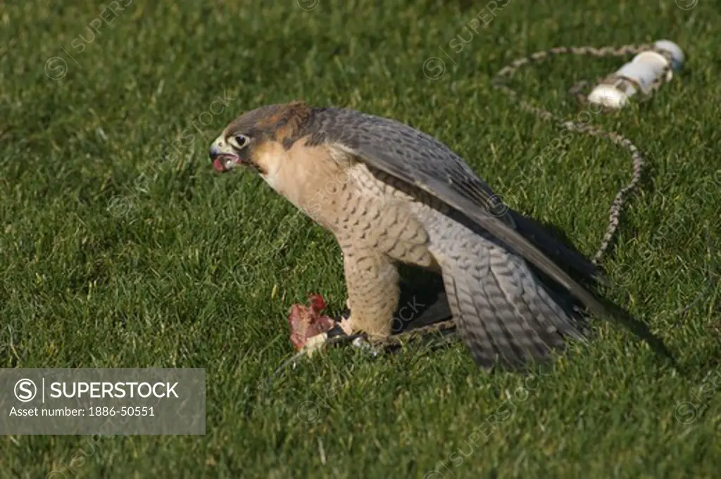 A Barbary Falcon (Falco pelegrinoides) is rewarded with food after being flown by its handeler