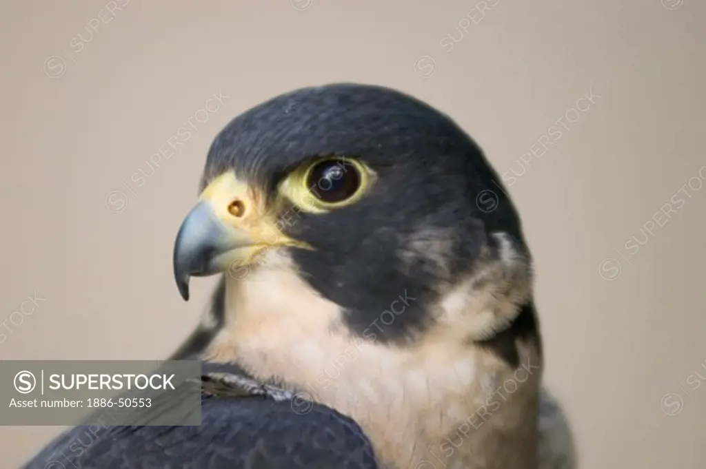 Head of a Peale's Peregrine Falcon (Falco peregrinus peale) at rest
