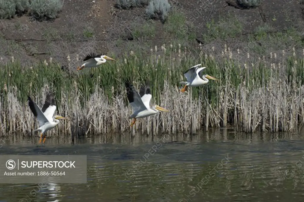 Five American White Pelicans (Pelecanus erythrorhynchos) swim in a canal - Northern California