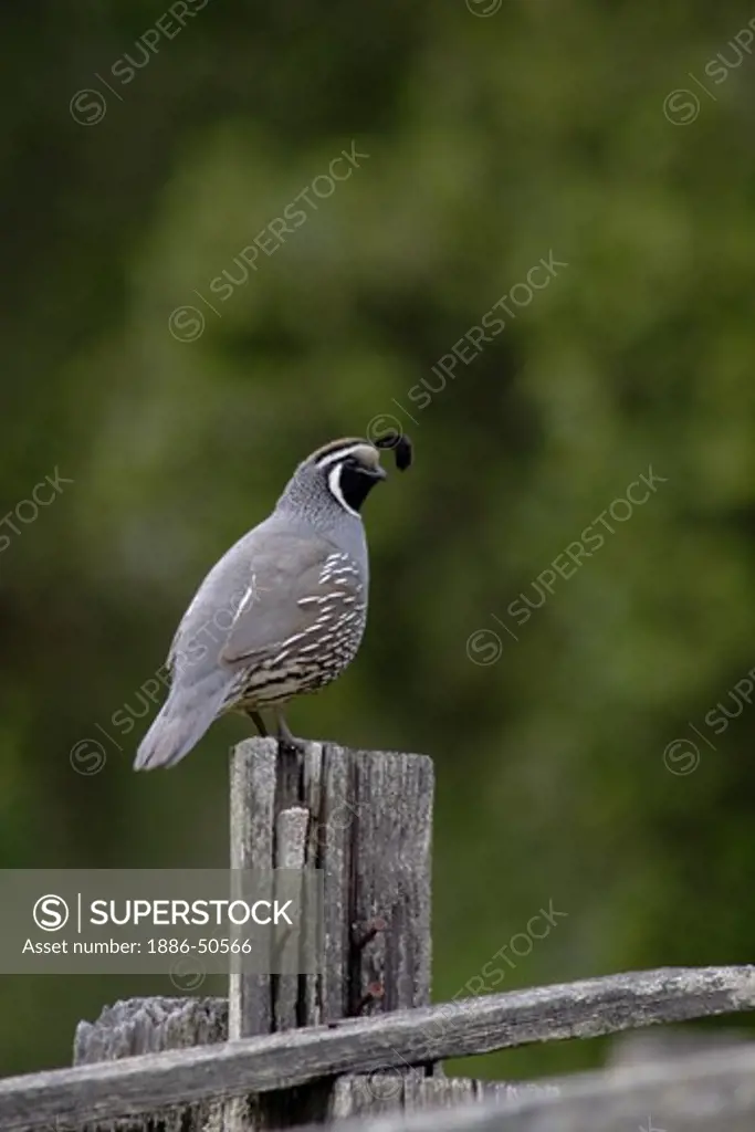 A California Quail sits on top of a fence post - CALIFORNIA