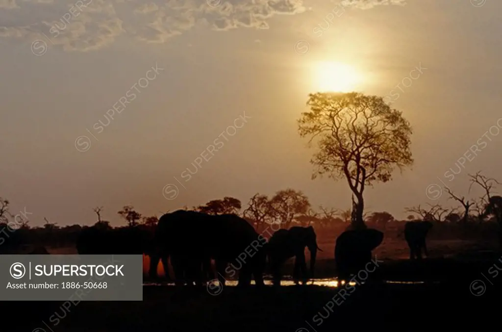 A herd of BULL ELEPHANTS drink at a watering hole in the SAVUTI MARSH (dried up in the 1960's) - CHOBE NATIONAL PARK, BOTSWANA