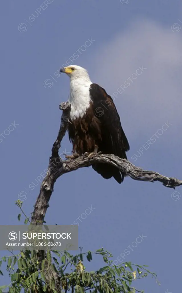 An AFRICAN FISH EAGLE (Haliaeetus Vocifer) perched in a tree - CHOBE NATIONAL PARK, BOTSWANA