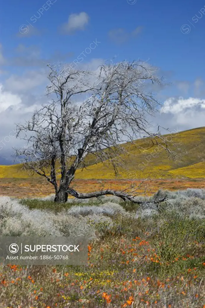 TREE & wildflower bloom of GOLDFIELDS (Lasthenia californica), POPPIES & RABBIT BRUSH in the CALIFORNIA POPPY RESERVE - ANTELOPE VALLEY, CALIFORNIA