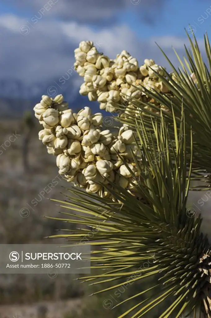 JOSHUA TREES (Yucca Brevifolia) in bloom in the MOJAVE DESERT -  SOUTHERN, CALIFORNIA