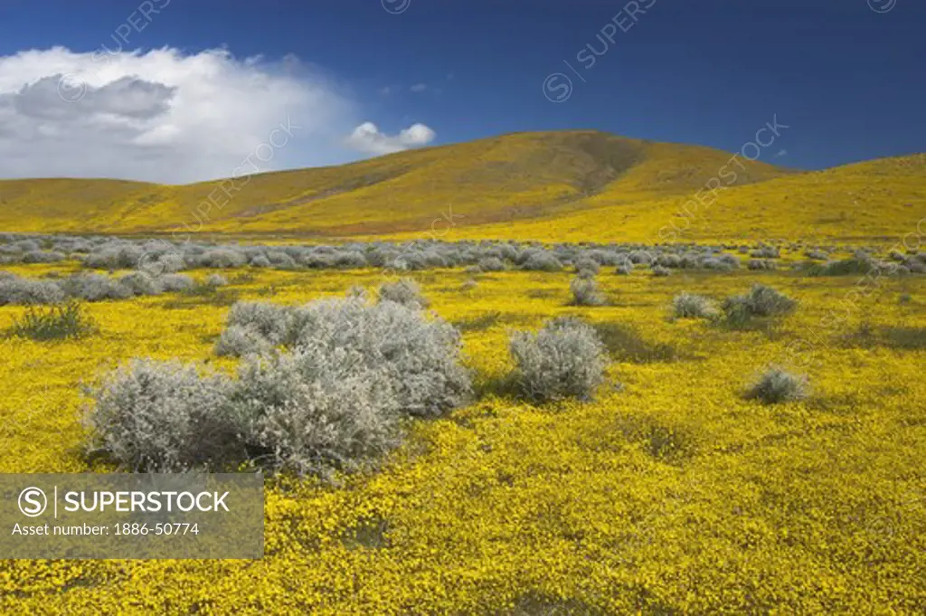 Wildflower bloom of GOLDFIELDS (Lasthenia californica) & RABBIT BRUSH near the CALIFORNIA POPPY RESERVE - ANTELOPE VALLEY, CALIFORNIA