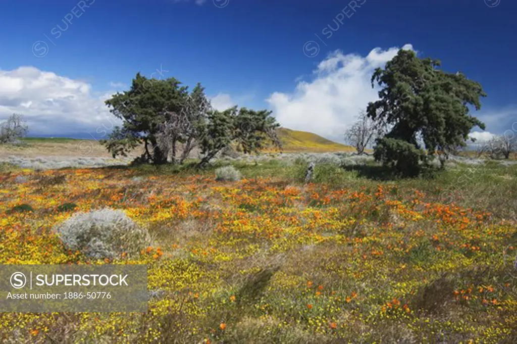 Trees & wildflower bloom of GOLDFIELDS (Lasthenia californica), POPPIES & RABBIT BRUSH in the CALIFORNIA POPPY RESERVE - ANTELOPE VALLEY, CALIFORNIA