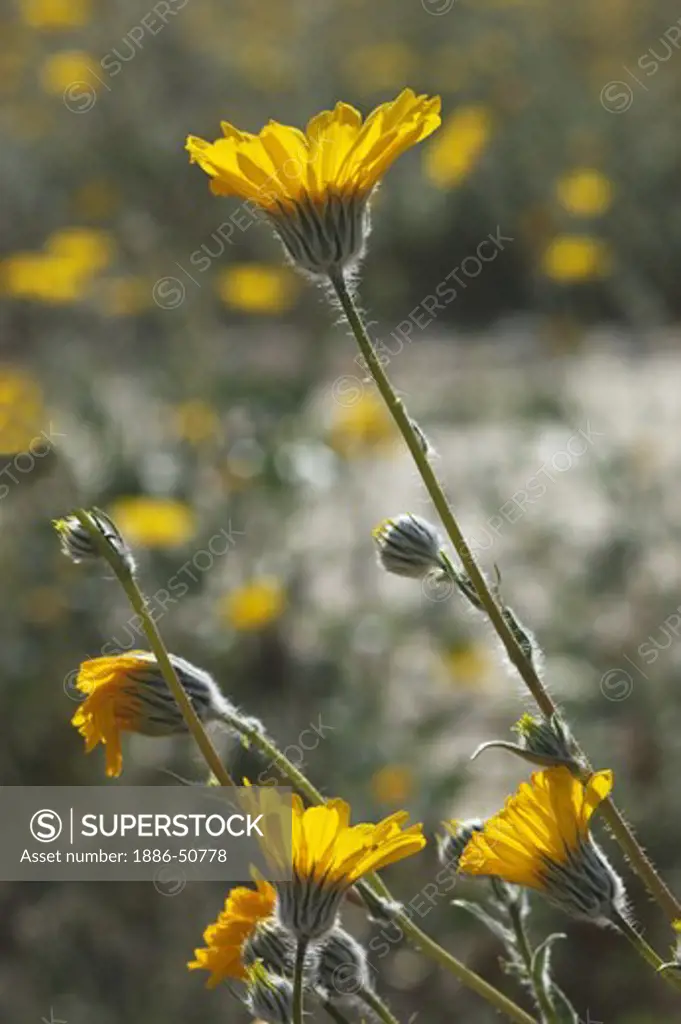 BIGELOW COREOPSIS (Coreopsis bigelovii) blooms in the CALIFORNIA POPPY RESERVE - ANTELOPE VALLEY, CALIFORNIA