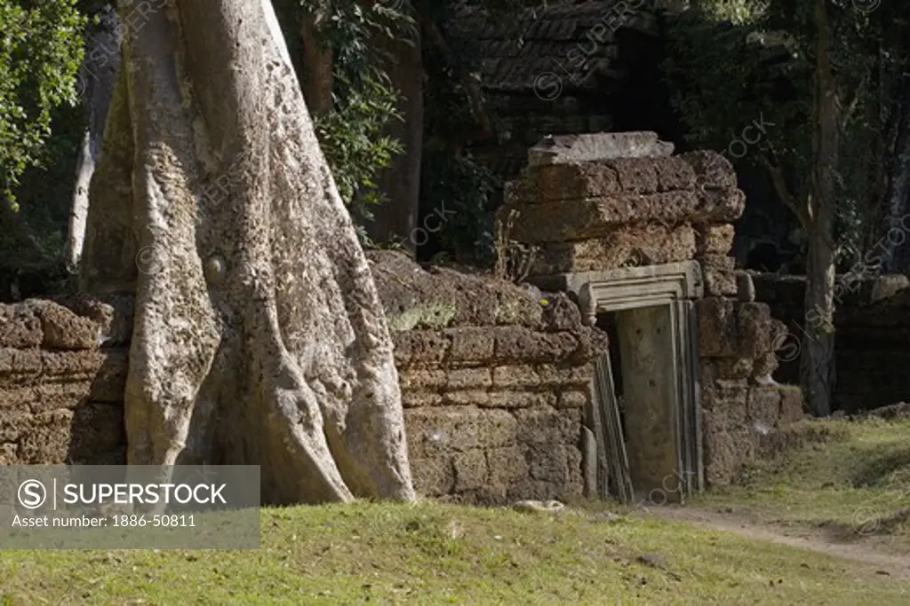 A silk cotton or kapok tree (Ceiba Pentandra) grows over a lava rock wall at Ta Prohm, built by Jayavarman VII, part of the  Angkor Wat temple complex - Siem Reap, Cambodia
